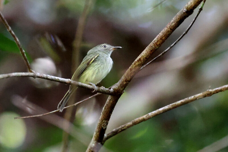 Snethlage's Tody-Tyrantadult