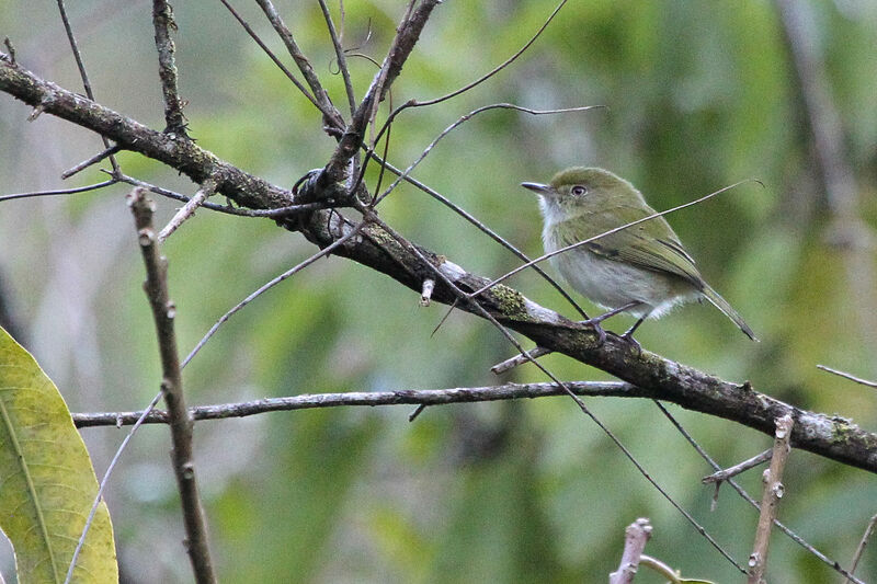 Hangnest Tody-Tyrant