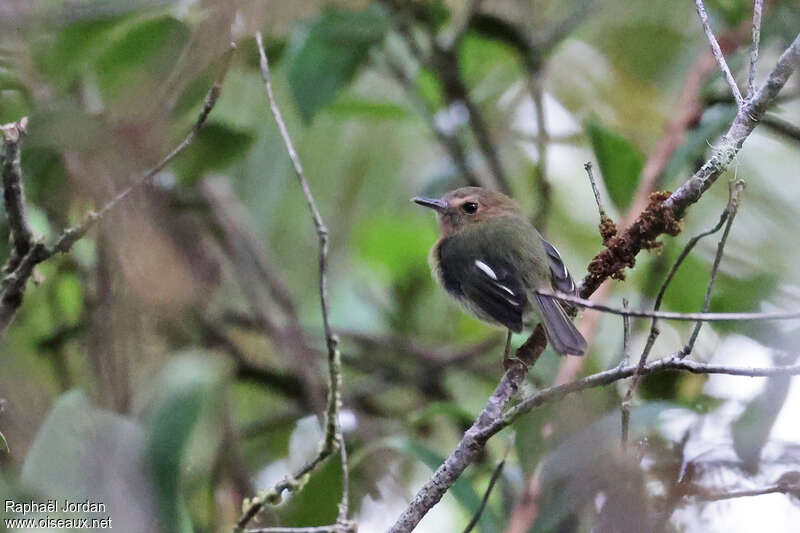 Cinnamon-breasted Tody-Tyrantadult