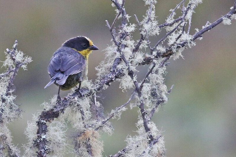 Pale-naped Brushfinchadult