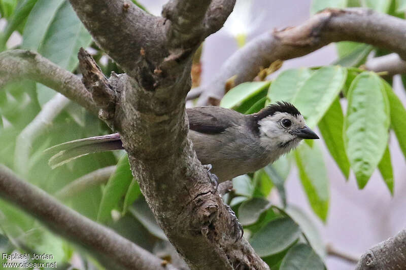 White-headed Brushfinchadult, close-up portrait