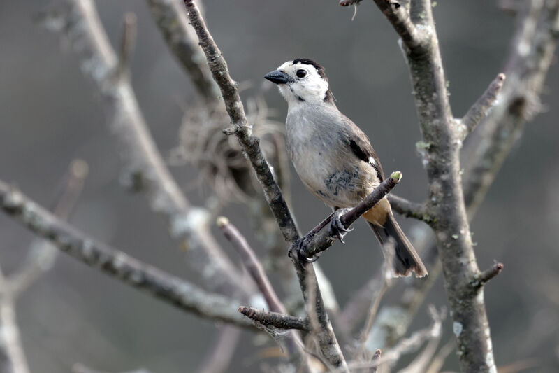 White-headed Brushfinchadult