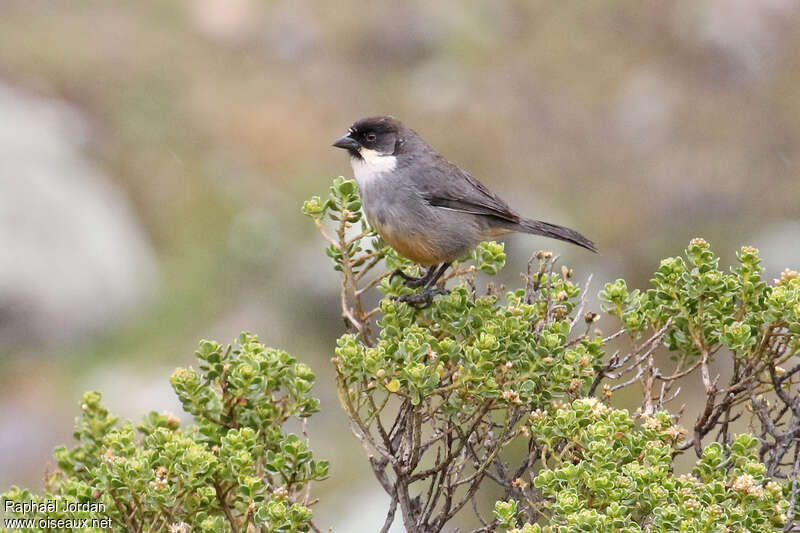 Tohi à ventre rouxadulte, identification