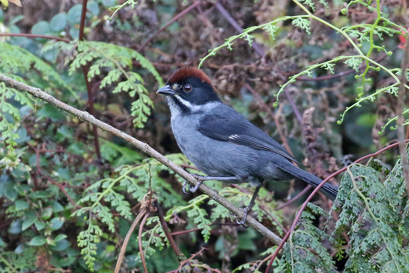 Slaty Brushfinchadult