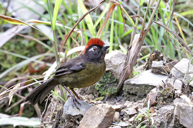 White-rimmed Brushfinchadult