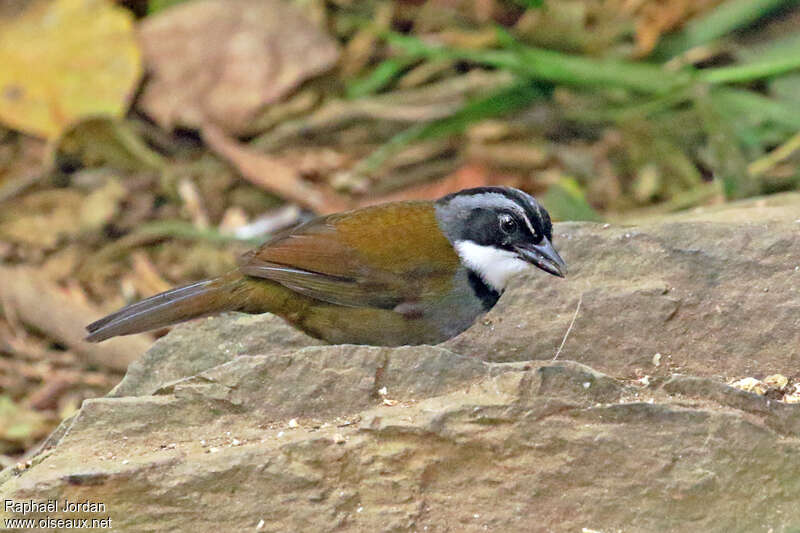 Tohi de Colombieadulte, identification