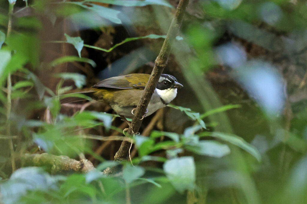 Tohi de Phelps - Tohi de la Perija<br />adulte