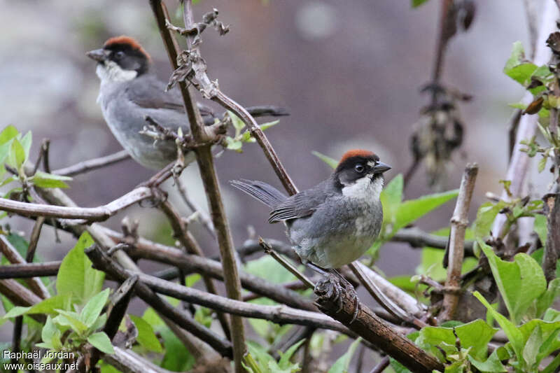 Bay-crowned Brushfinchadult, identification