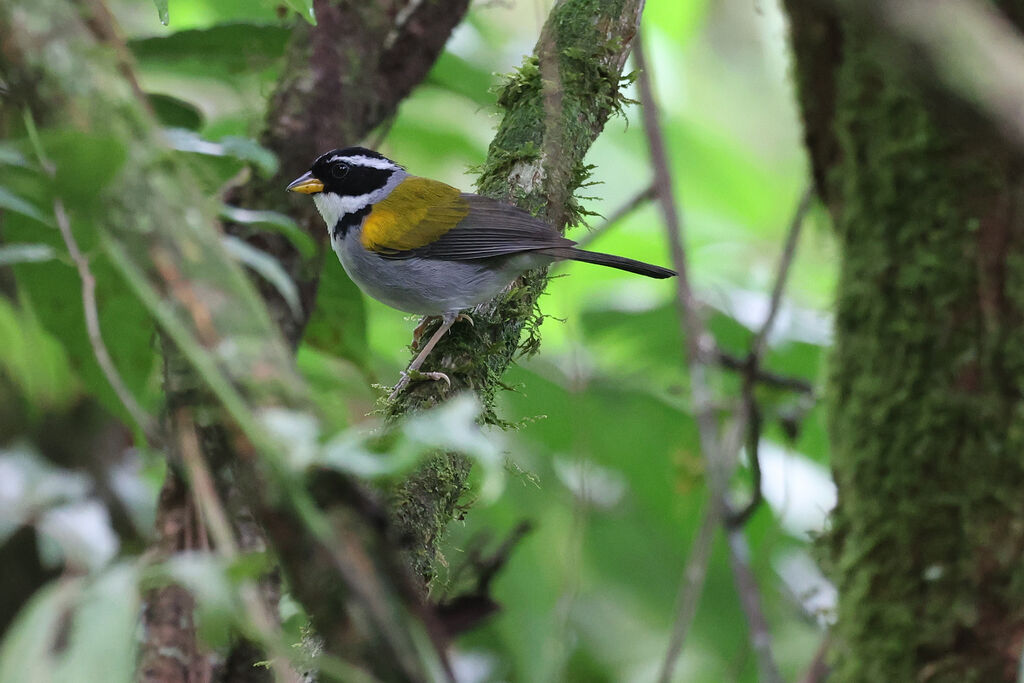 Yellow-mandibled Sparrow