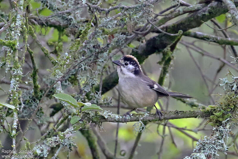 Tohi leucoptèreadulte, identification