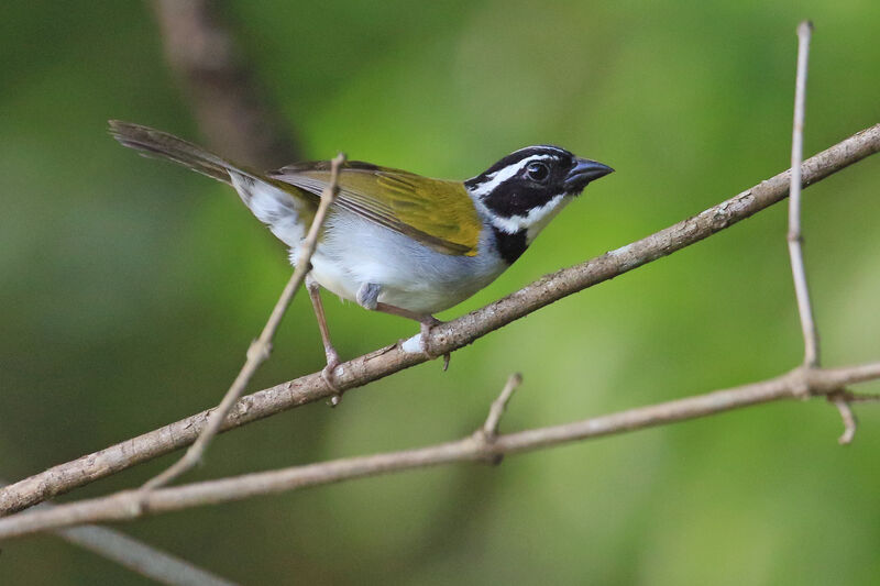 Pectoral Sparrowadult