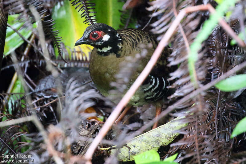 Torquéole de Rolladulte, identification