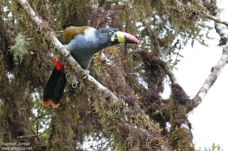 Grey-breasted Mountain Toucanadult, habitat, pigmentation