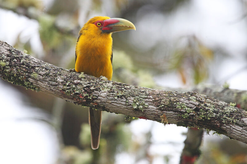 Saffron Toucanet