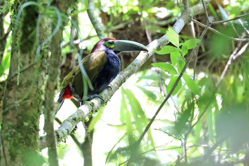 Toucanet à oreilles d'or femelle adulte