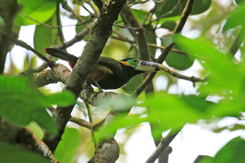 Toucanet de Gould mâle adulte