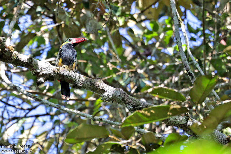 Tawny-tufted Toucanet