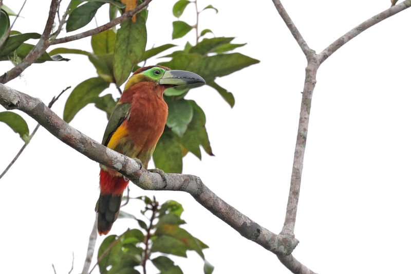 Toucanet de Reinwardt femelle adulte