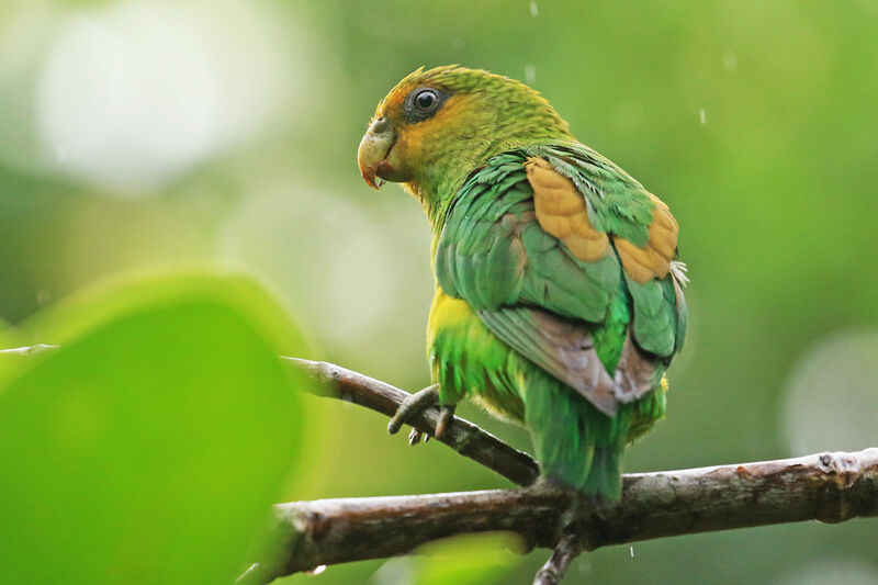 Golden-tailed Parrotlet