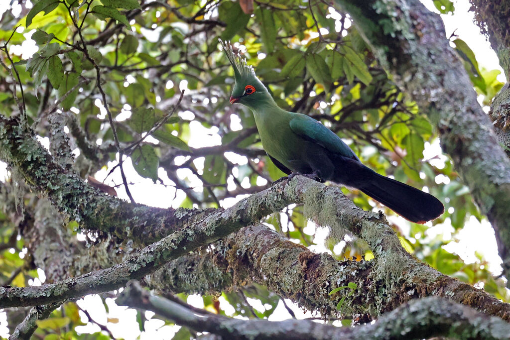 Touraco de Schalowadulte