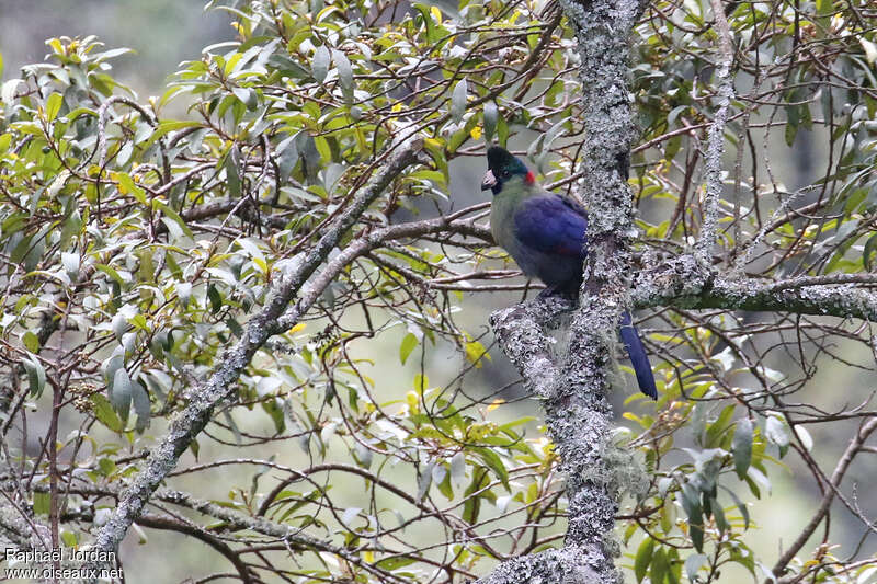 Rwenzori Turacoadult, identification