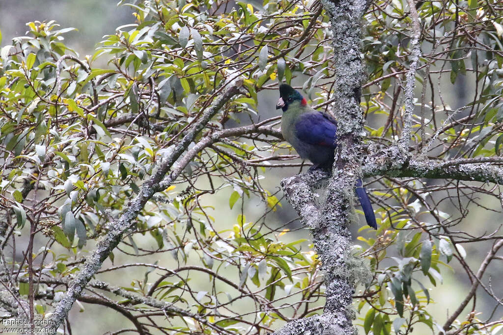 Touraco du Rwenzori