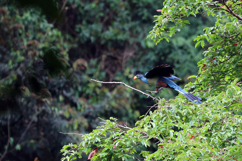 Great Blue Turaco