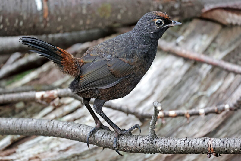 Black-throated Huet-huet male adult