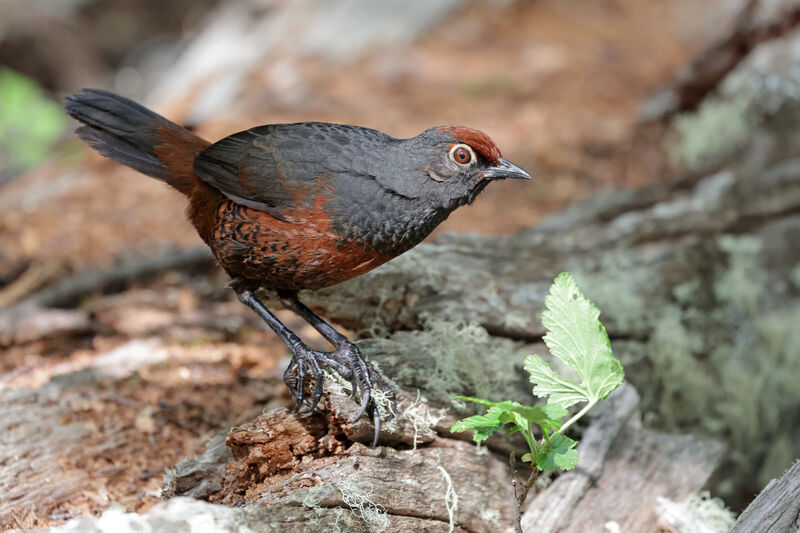 Black-throated Huet-huet female adult