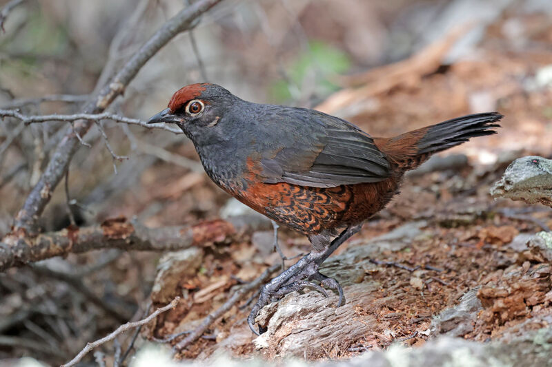 Black-throated Huet-huet female adult