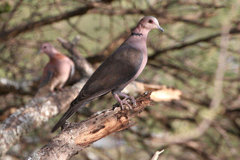 Red-eyed Doveadult