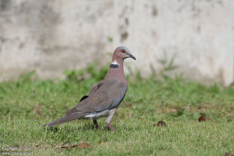 Sunda Collared Doveadult, identification