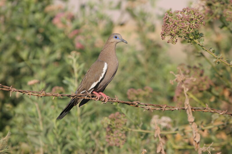 West Peruvian Doveadult