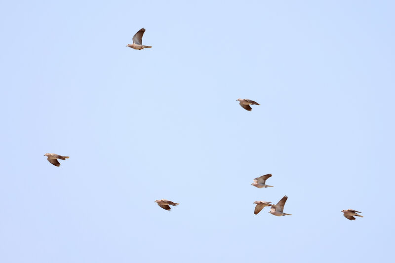 African Collared Dove