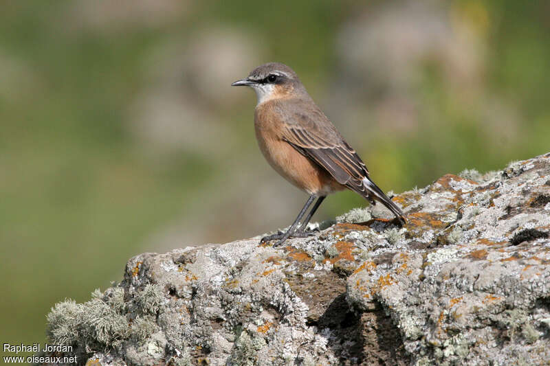 Traquet à poitrine rousseadulte, identification