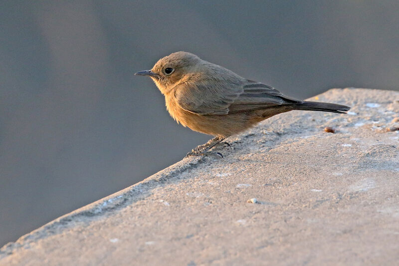 Brown Rock Chat