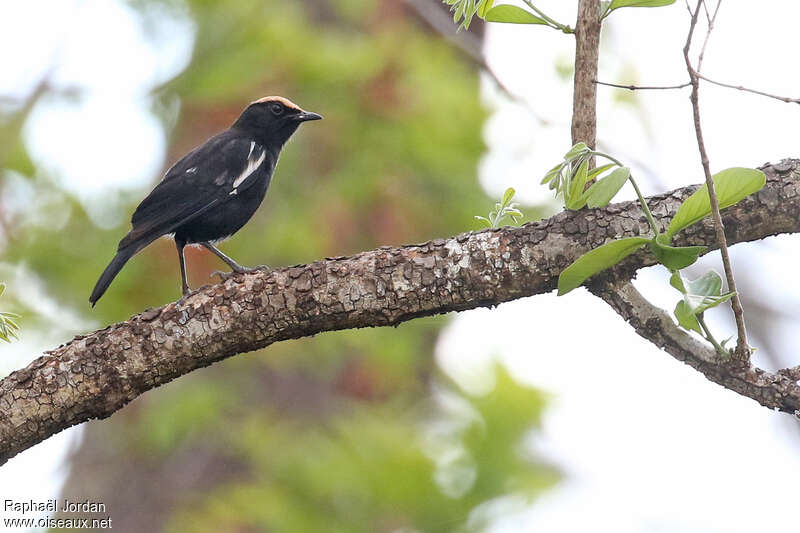 Arnot's Chat male adult, identification