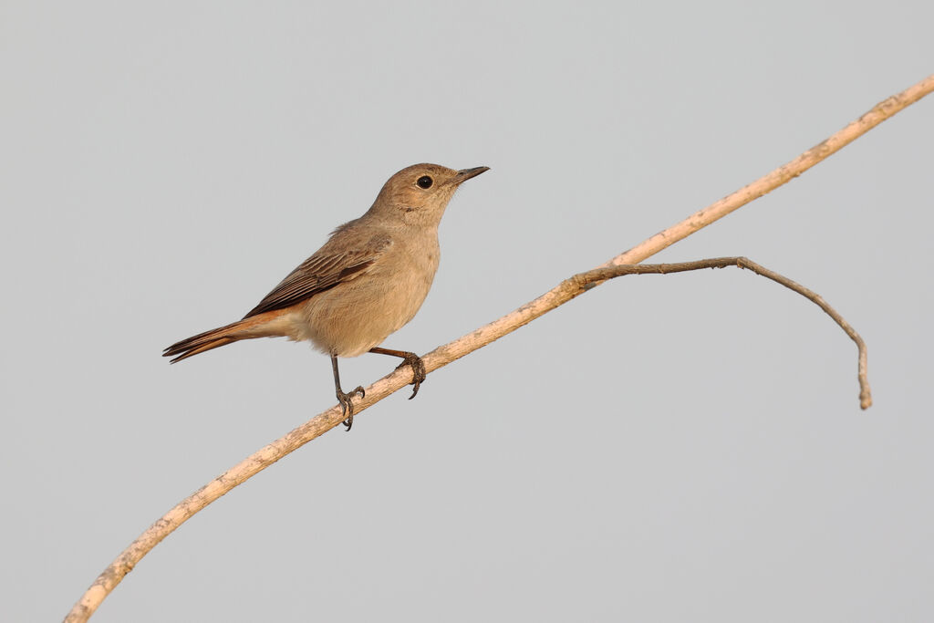 Traquet familieradulte