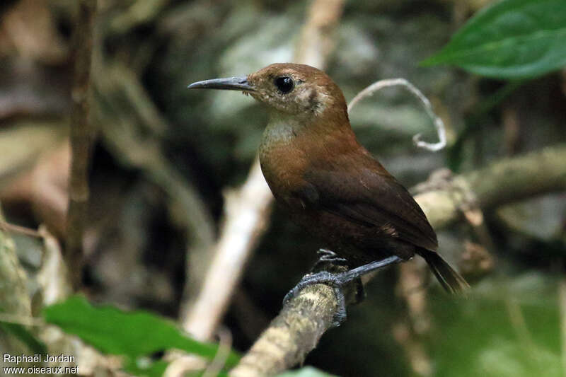 Sumichrast's Wrenadult, identification