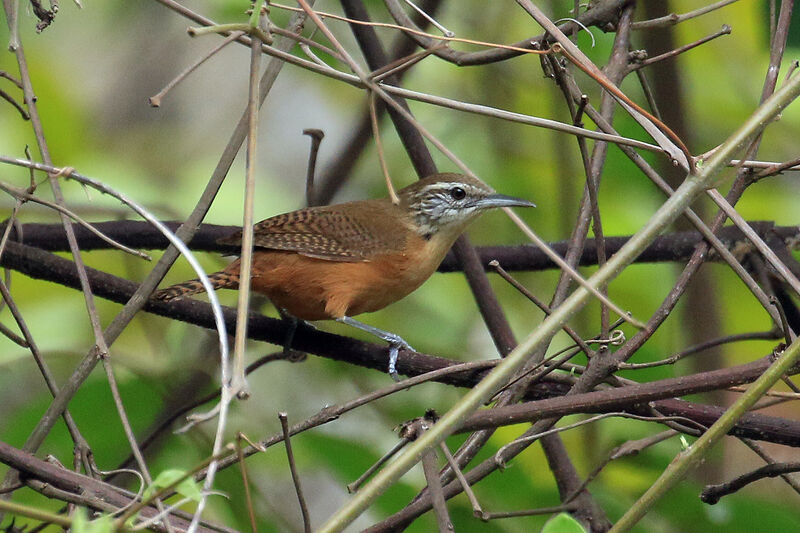 Buff-breasted Wrenadult