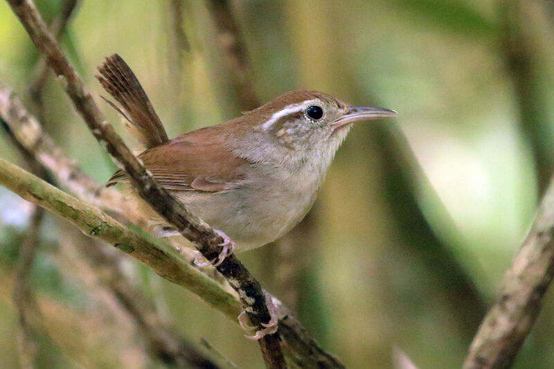 White-bellied Wren