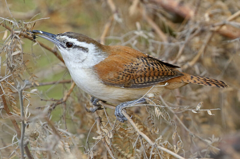 Superciliated Wrenadult