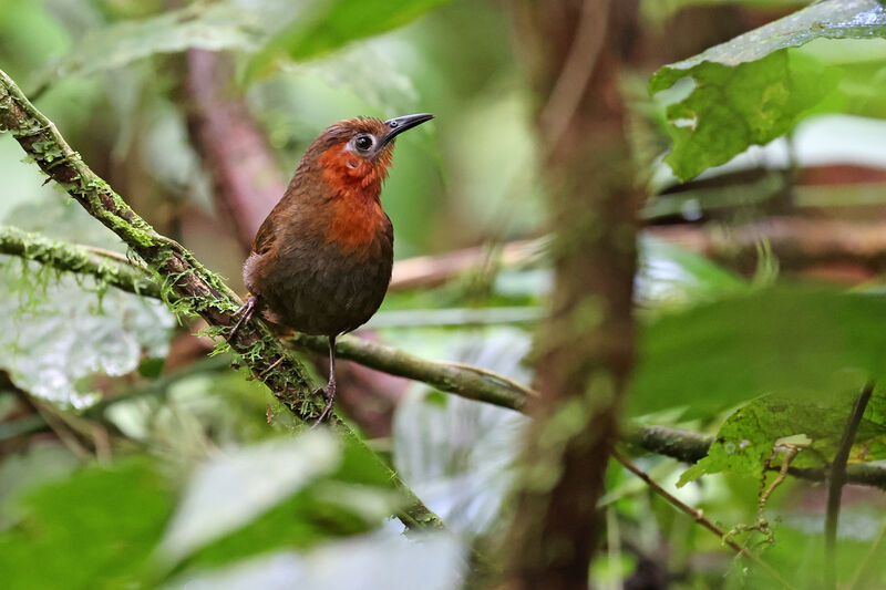 Troglodyte chanteuradulte