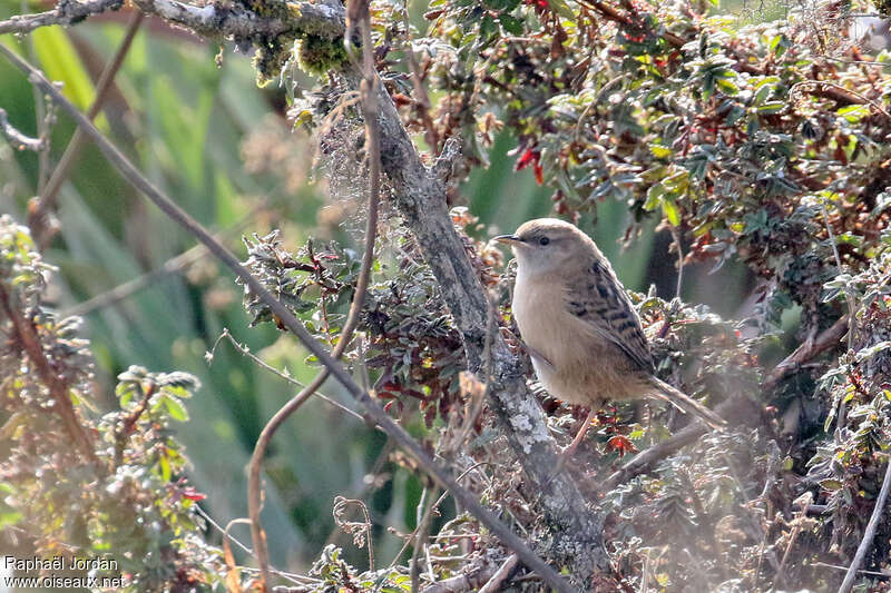 Apolinar's Wren, identification