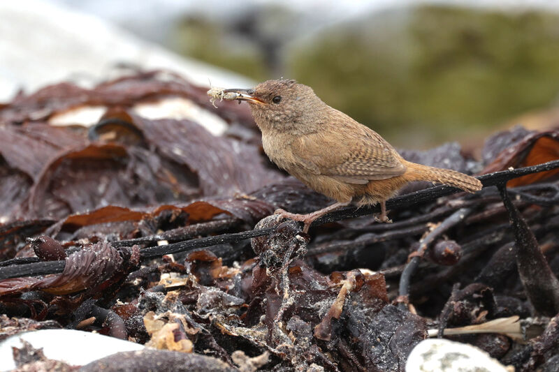 Cobb's Wrenadult, feeding habits