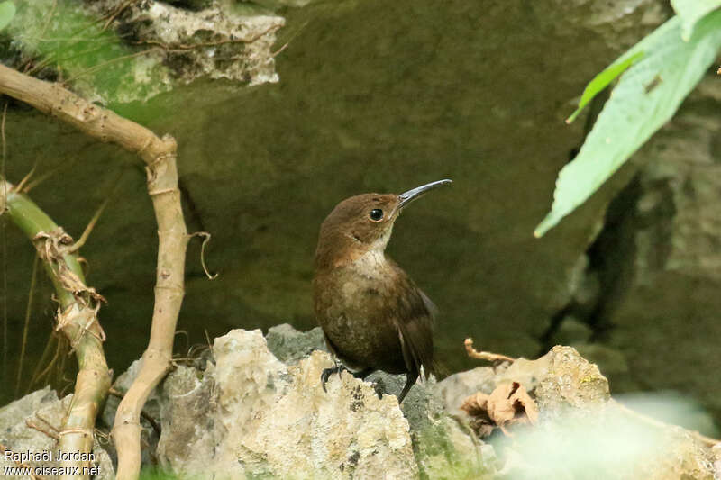 Troglodyte de Navaadulte, habitat, pigmentation