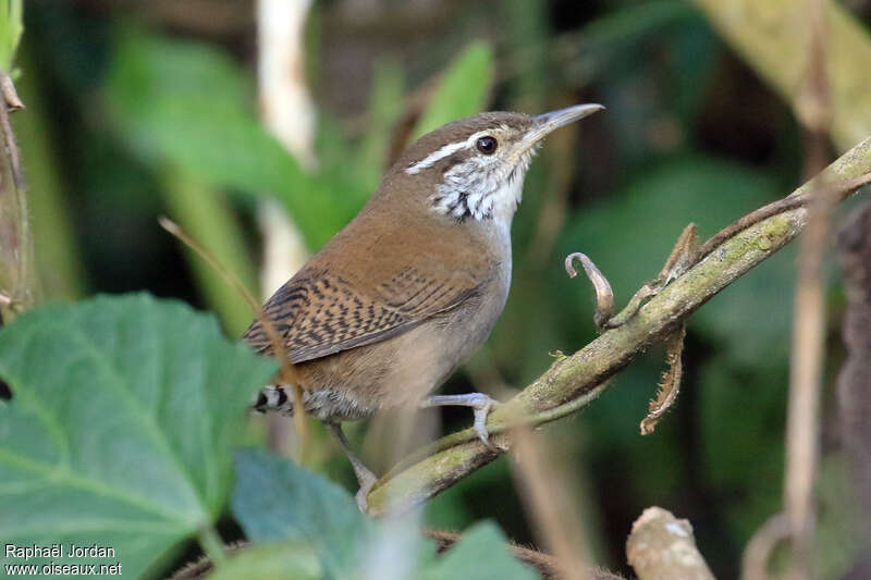 Niceforo's Wrenadult, identification