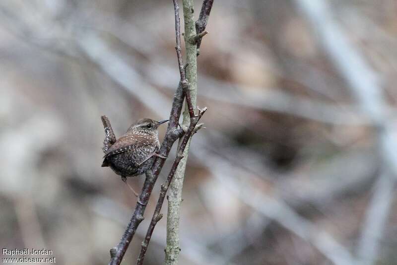 Winter Wrenadult, pigmentation