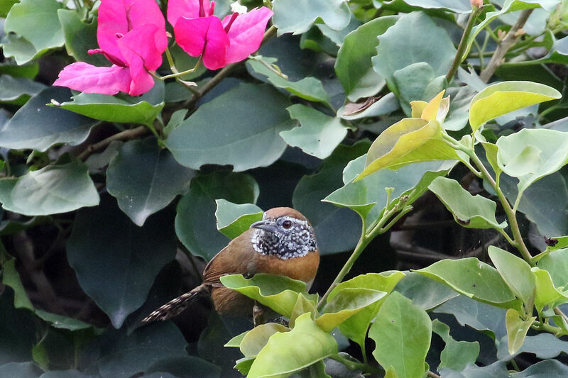 Rufous-breasted Wrenadult