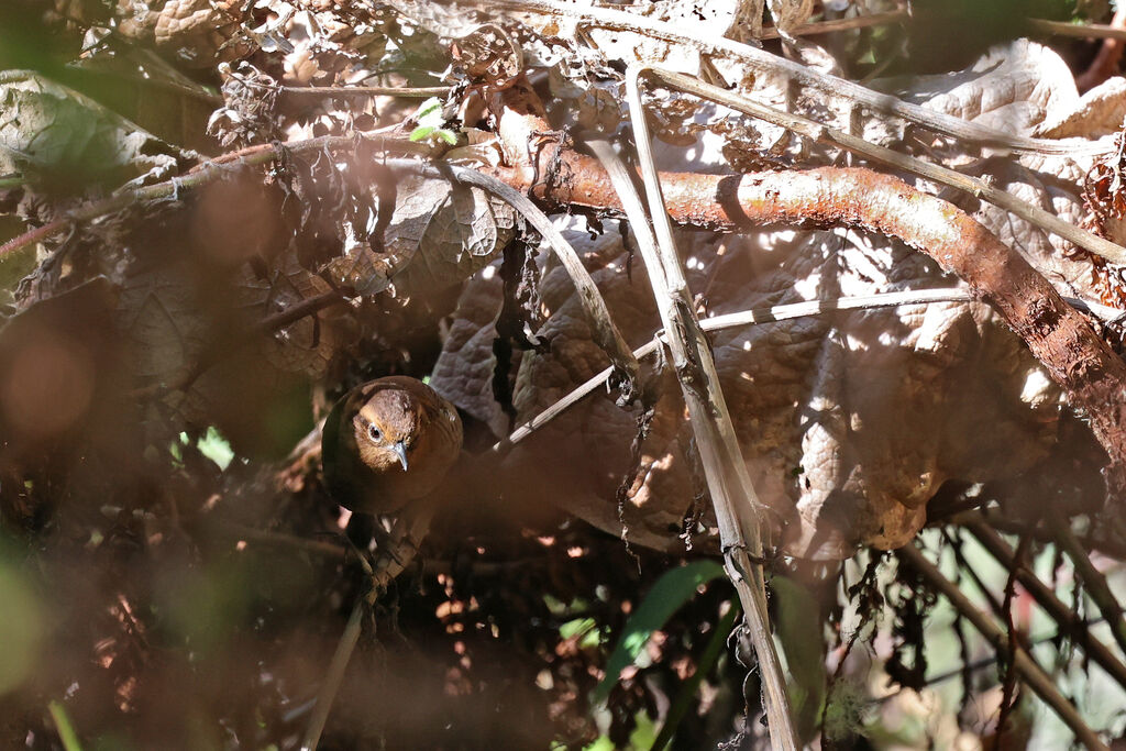 Troglodyte des Santa Marta - Troglodyte de Santa Martaadulte